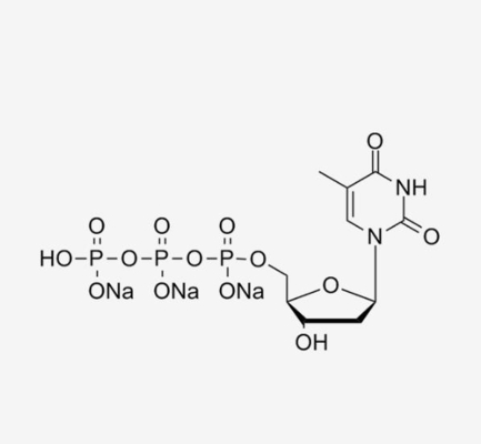 Lösung 2' DTTP Deoxythymidine Triphosphat-100mM - Deoxythymidine-5'-Triphosphate CAS 18423-43-3